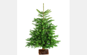 Vente de sapins de Noël