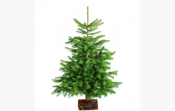 Vente de sapins de Noël