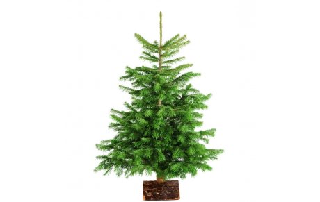 Vente de sapins de Noël